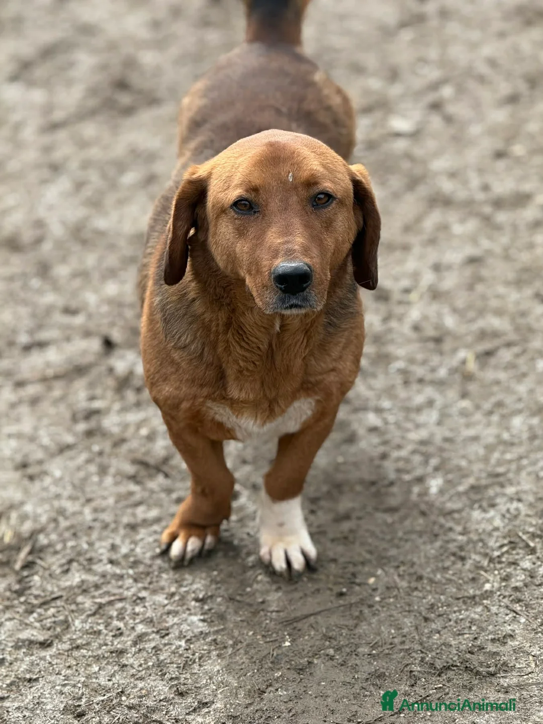 Meticcio cani in regalo: CAMILLO, nanetto ZAMPACORTA super SIMPATICO! - Annuncio 2