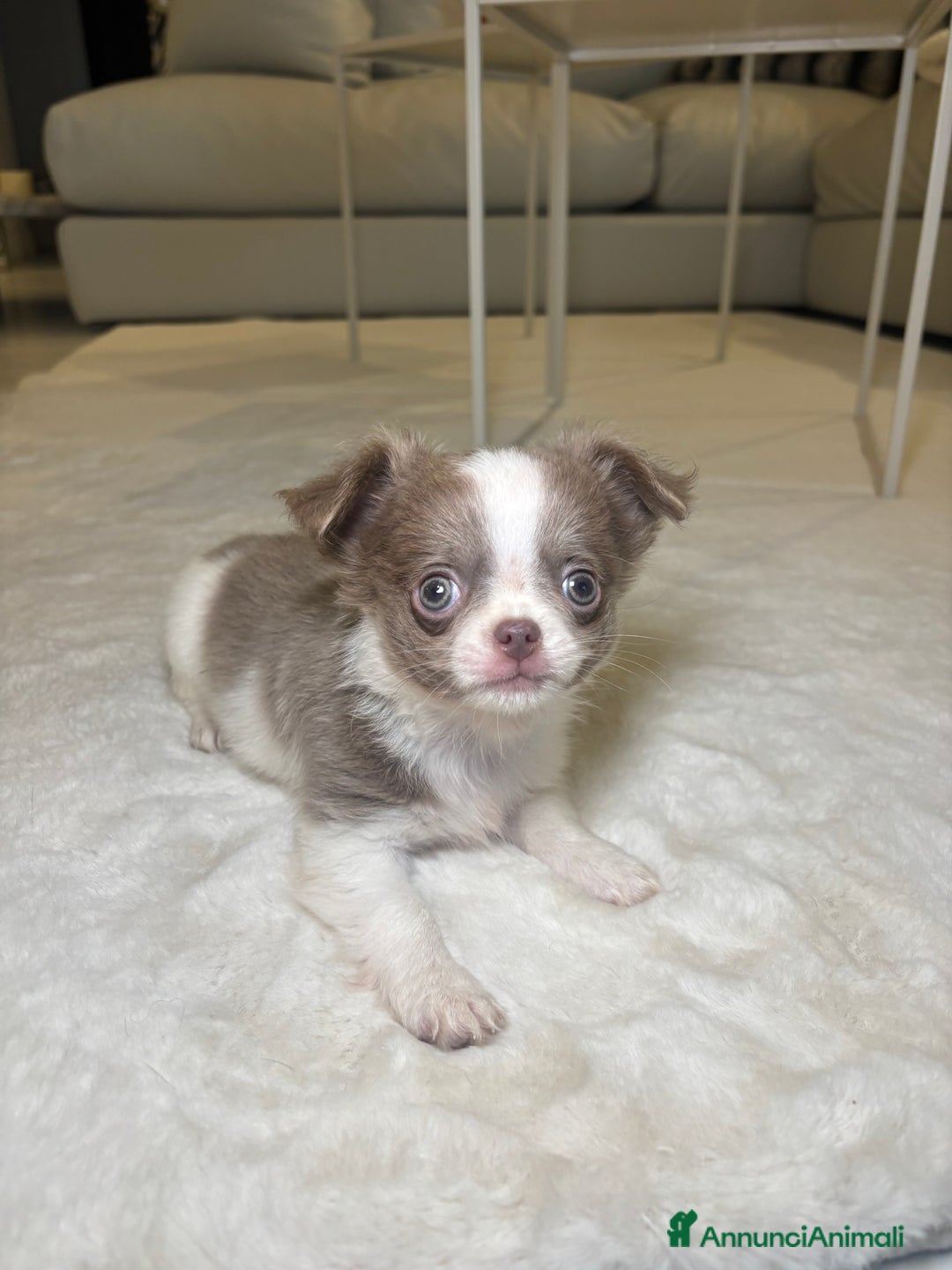 Chihuahua cani in vendita: Cucciolo chihuahua pelo lungo bianco e blu - Annuncio 3