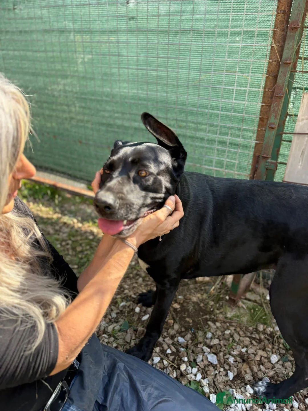 Meticcio cani in regalo: Olimpia, 2 anni, bella e buona  - Annuncio 3