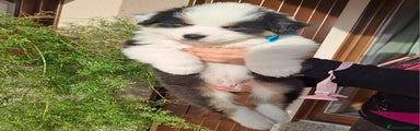 Australian Shepherd Cucciolo 2