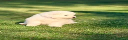 Samoiedo cani in vendita: Cuccioli di Samoiedo - Annuncio 3