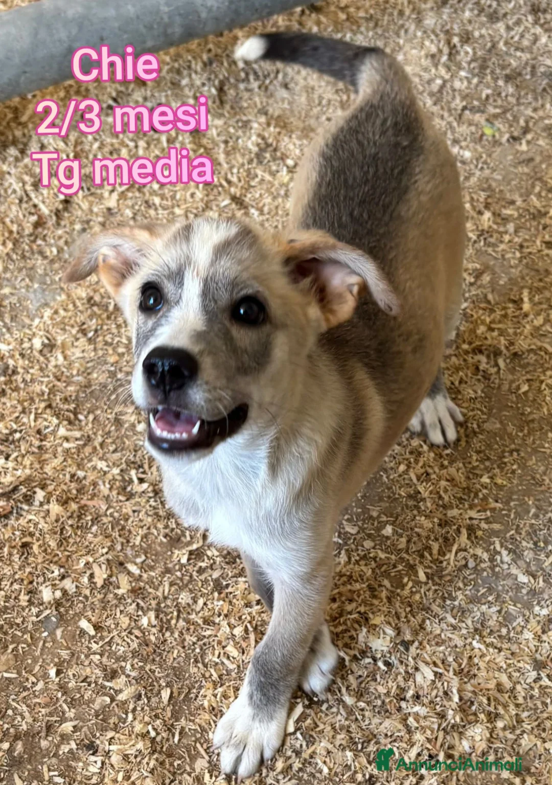 Meticcio cani in regalo: TROPPI CUCCIOLI SOLI IN RIFUGIO  a Provincia di Verona - Annuncio 2