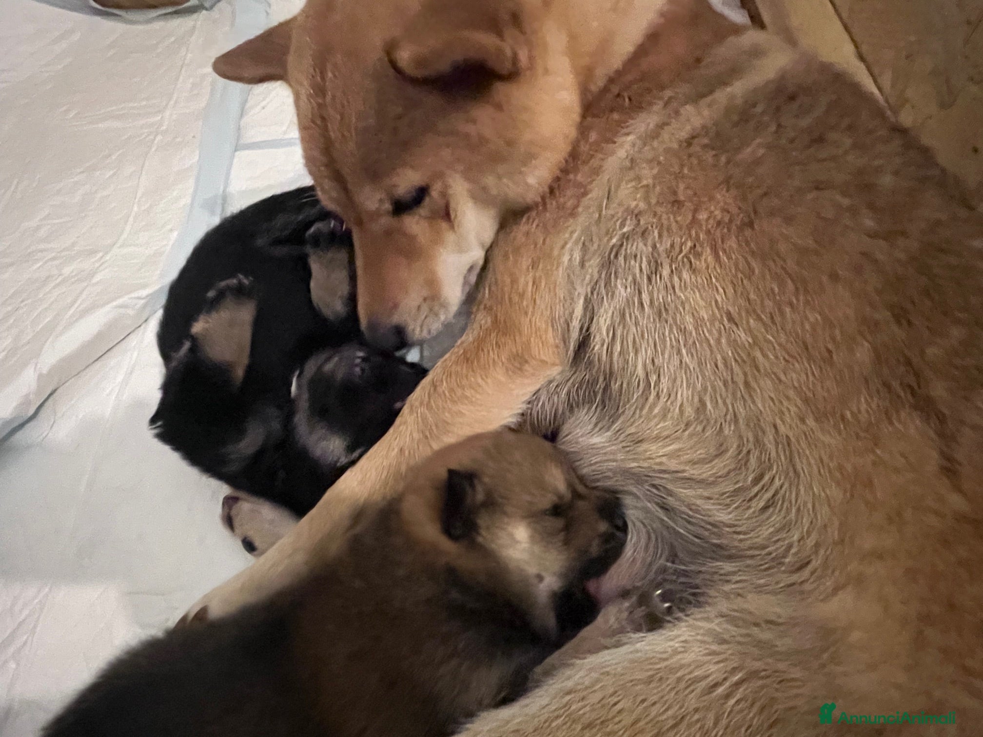 Shiba Inu cani Cuccioli di Shiba Inu - Annuncio 2