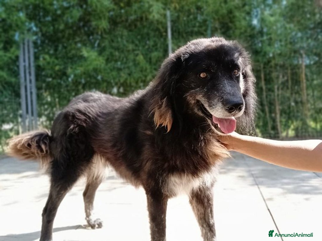 Meticcio cani in regalo: LUPO un amico fedele! - Annuncio 3