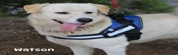 Meticcio cani in regalo: SHERLOCK & WATSON 💙 CASA È DOVE SIAMO INSIEME  a Città Metropolitana di Firenze - Annuncio 3