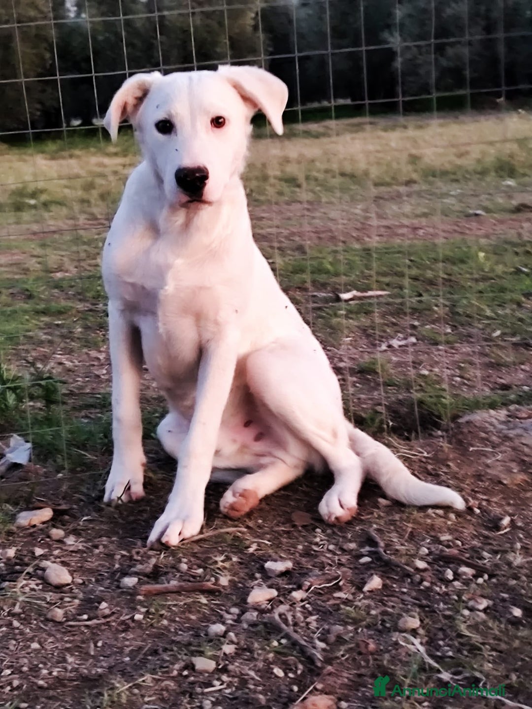 Altre razze cani in regalo: HUSKY - 6 Mesi - Cucciolo Dolce e Tranquillo - Annuncio 2