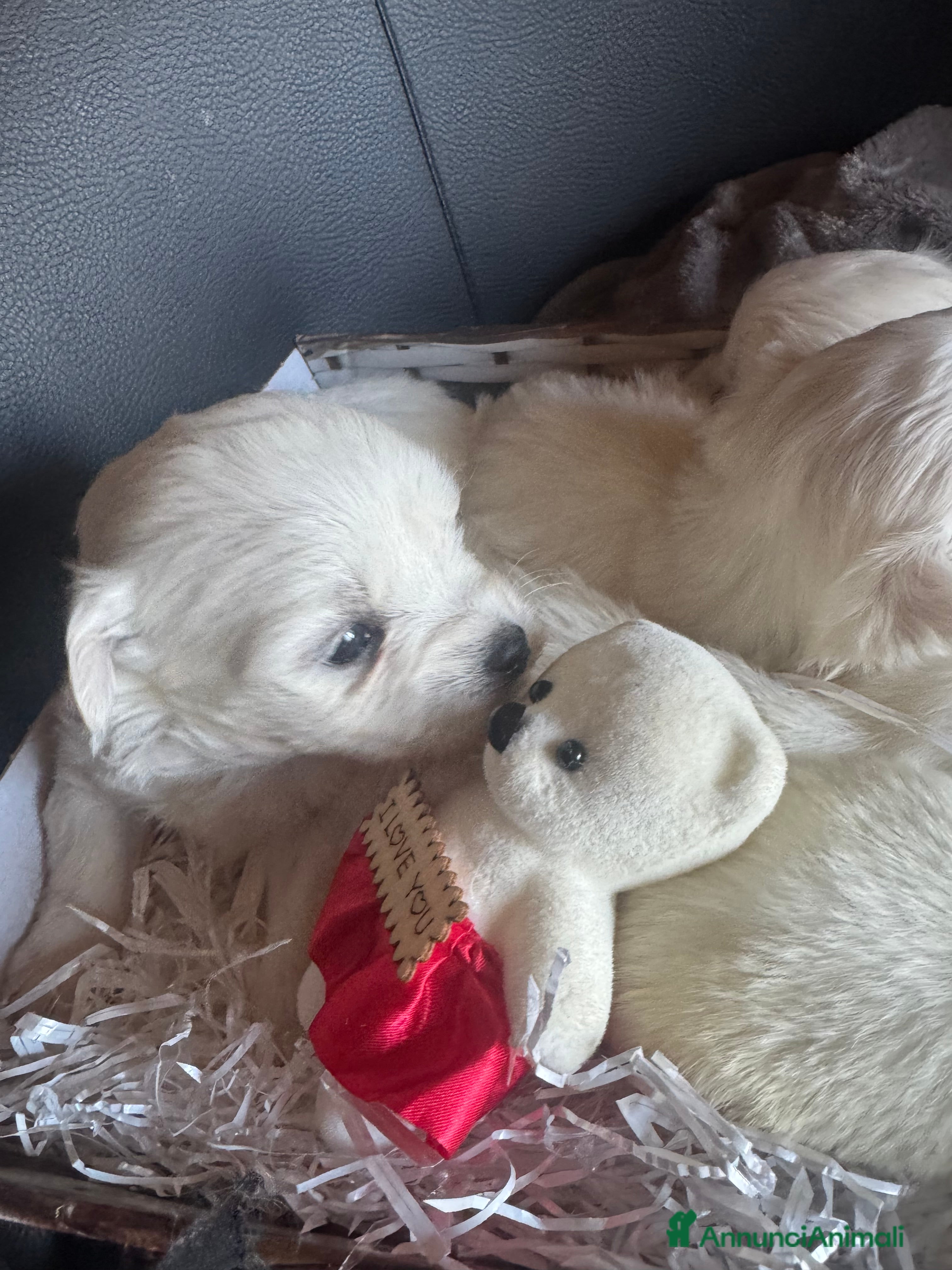 Maltese cani Cucciole di maltese pura razza taglia piccola  a Provincia di Pisa - Annuncio 1