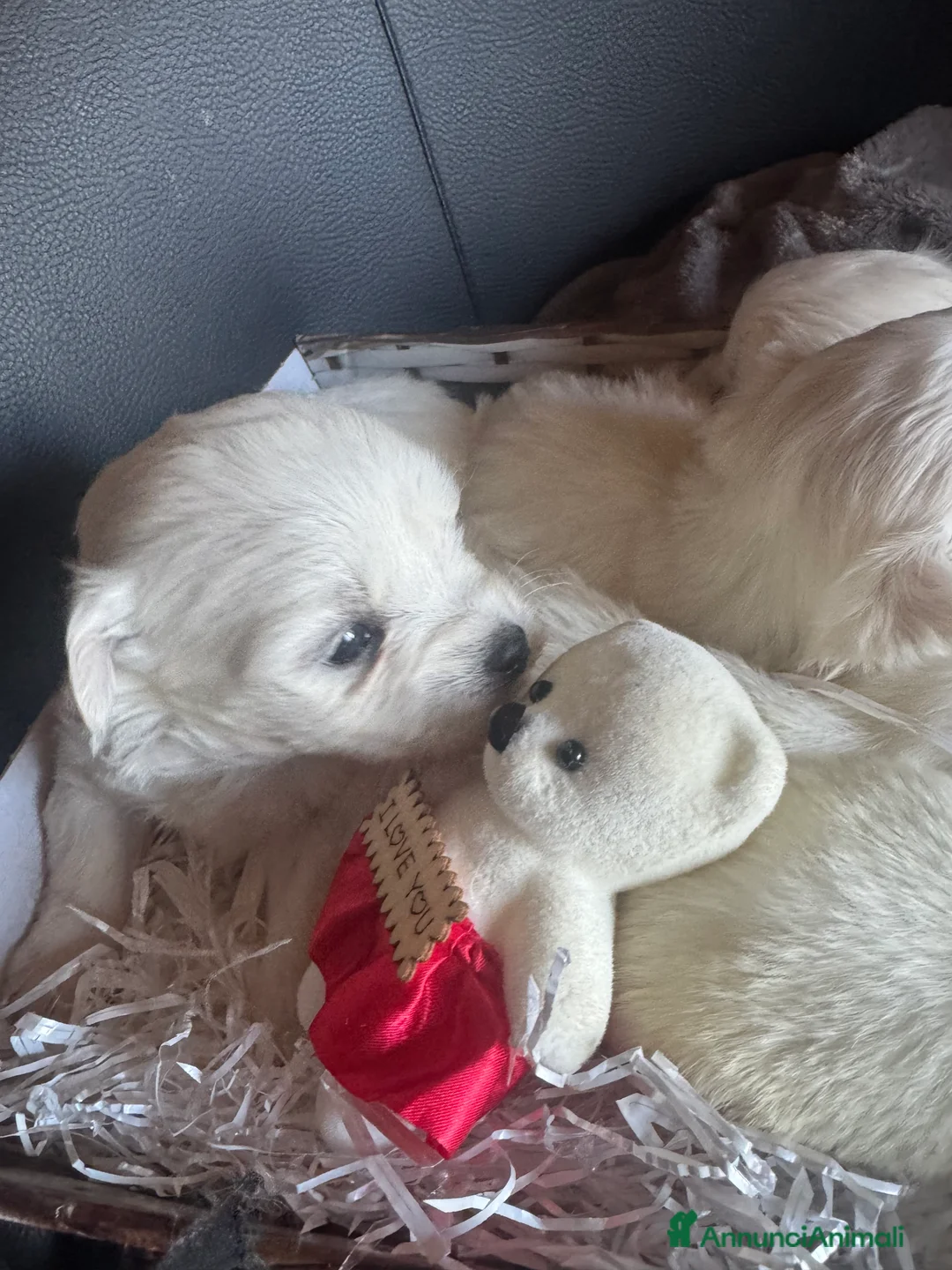 Maltese cani in vendita: Cucciole di maltese pura razza taglia piccola  a Provincia di Pisa - Annuncio 1