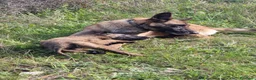 Pastore Belga cani in vendita: Cuccioli Pastore Belga Malinois in Italia a Città Metropolitana di Bari - Annuncio 3