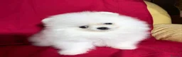 Spitz cani in vendita: Spitz di Pomerania  - Annuncio 13