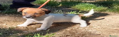 Jack Russell Cucciolo 3