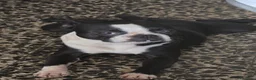 Boston Terrier cani in vendita: Disponibili bellissimi cuccioli di Boston Terrier  a Provincia di Ascoli Piceno - Annuncio 2