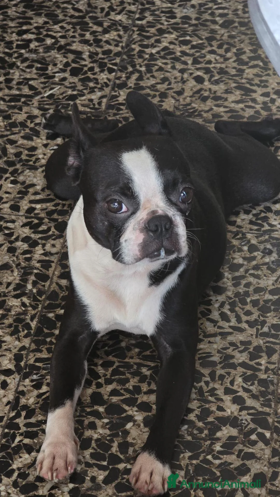 Boston Terrier cani in vendita: Disponibili bellissimi cuccioli di Boston Terrier  a Provincia di Ascoli Piceno - Annuncio 2