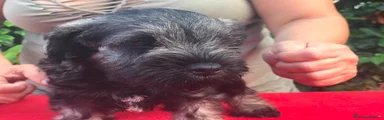 Mini Schnauzer 4