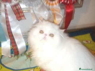 Persiano gatti Gattini persiani pura razza - Annuncio 4