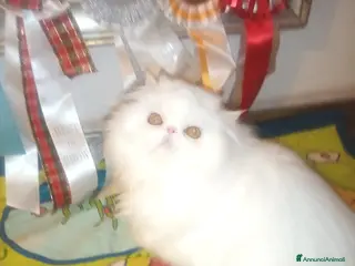 Persiano gatti Gattini persiani pura razza - Annuncio 30