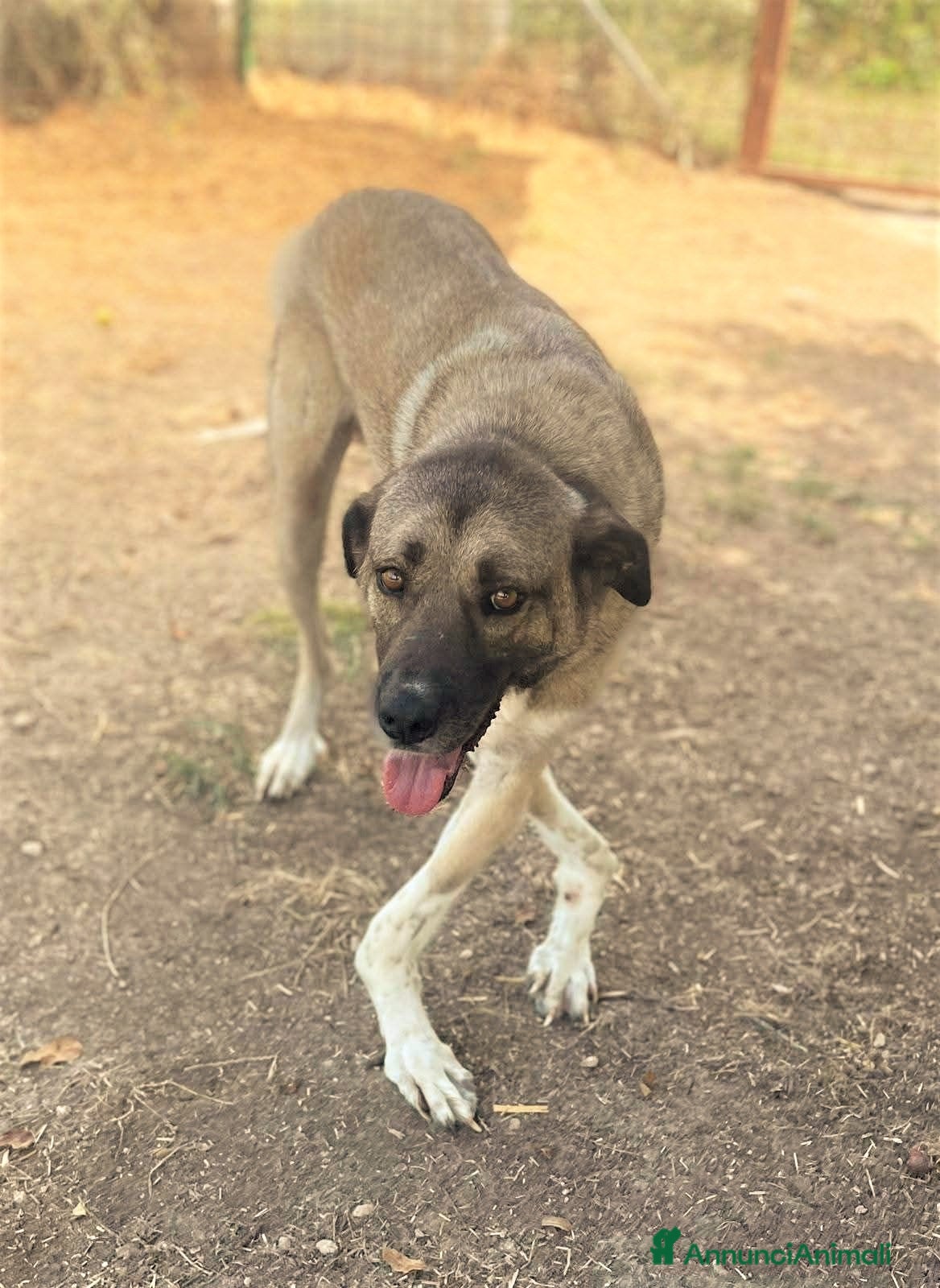 Meticcio cani ADOZ.DEL CUORE: FORZA PER QUESTO AMORE!!!!! - Annuncio 2