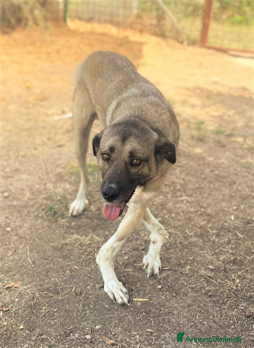 Meticcio cani in regalo: ADOZ.DEL CUORE: FORZA PER QUESTO AMORE!!!!! - Annuncio 1