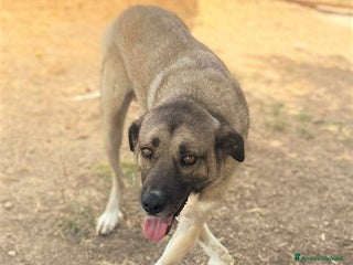 Meticcio cani ADOZ.DEL CUORE: FORZA PER QUESTO AMORE!!!!! - Annuncio 2