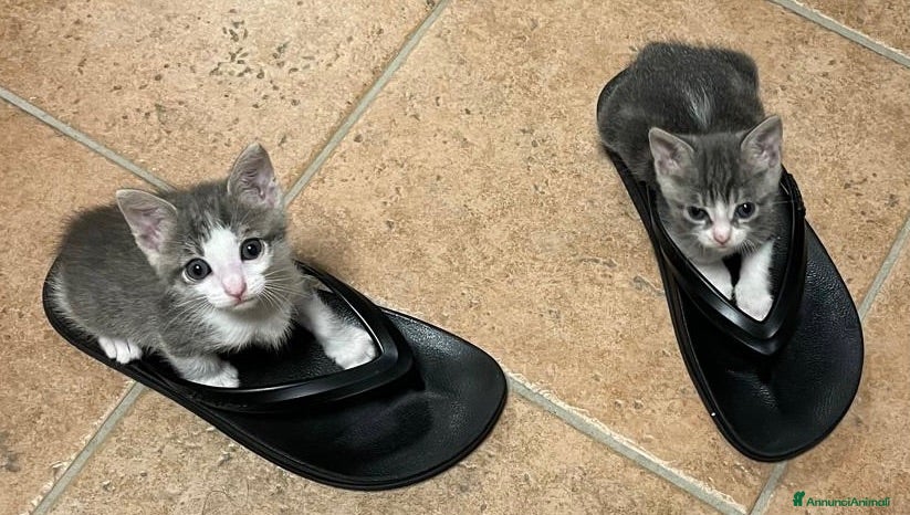 Europeo gatti Venere ed Iside cercano adozione di coppia💖 - Annuncio 13