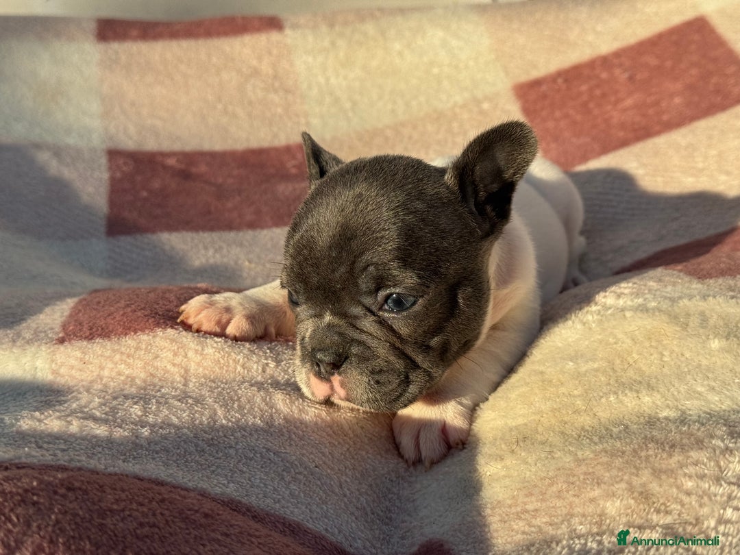 Bulldog Francese cani in vendita: Bulldog francese cuccioli - Annuncio 6