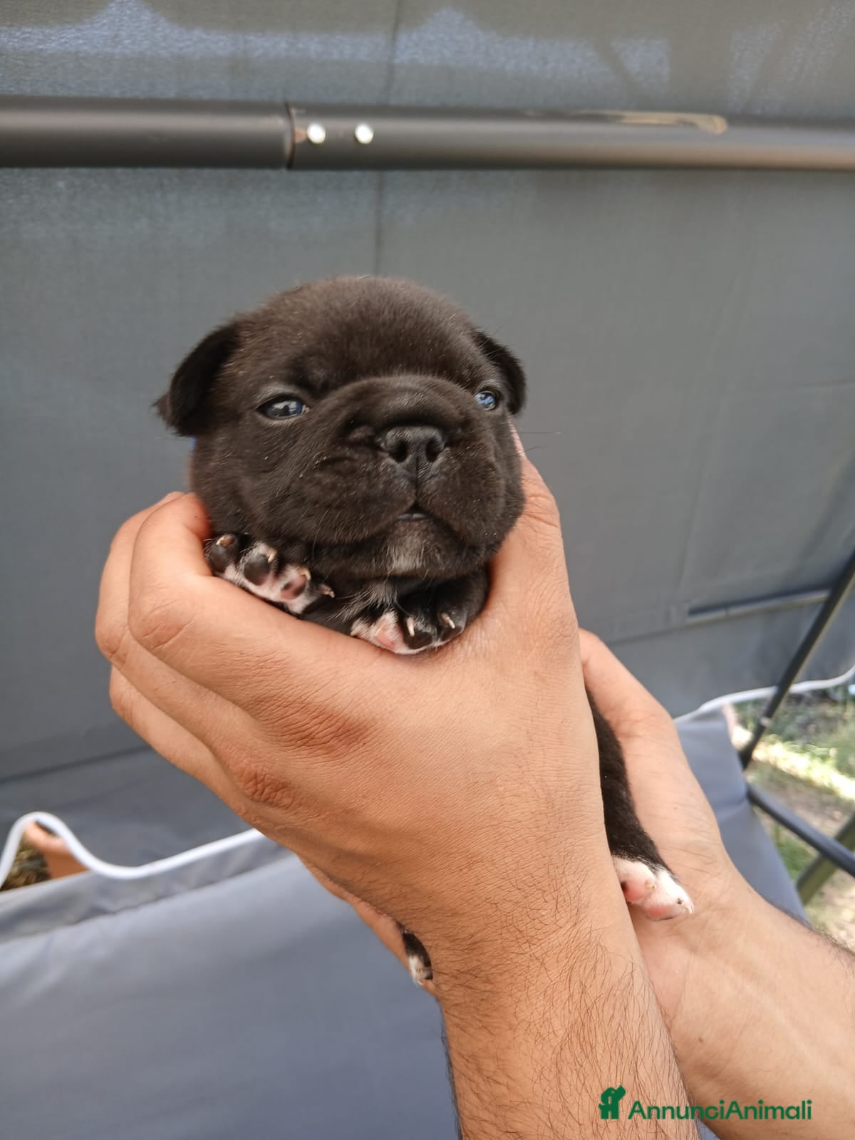 Bulldog Francese cani Bulldog francese  - Annuncio 1
