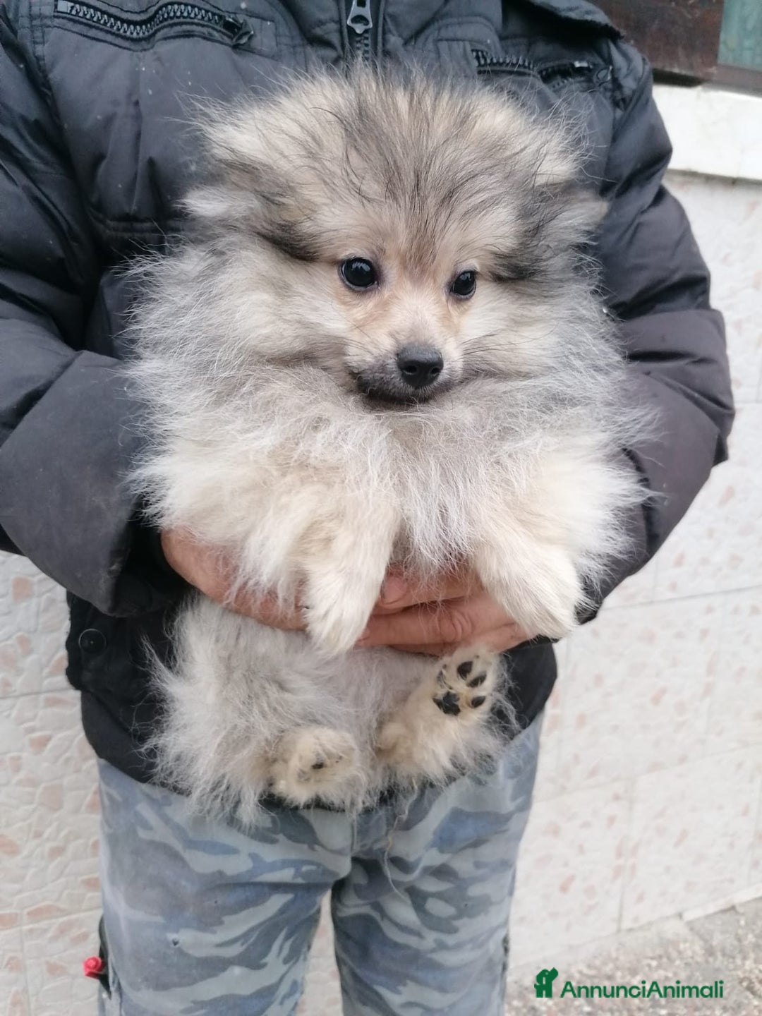 Volpino Pomerania cani in vendita: Volpino pomerania cucciolo maschio - Annuncio 4