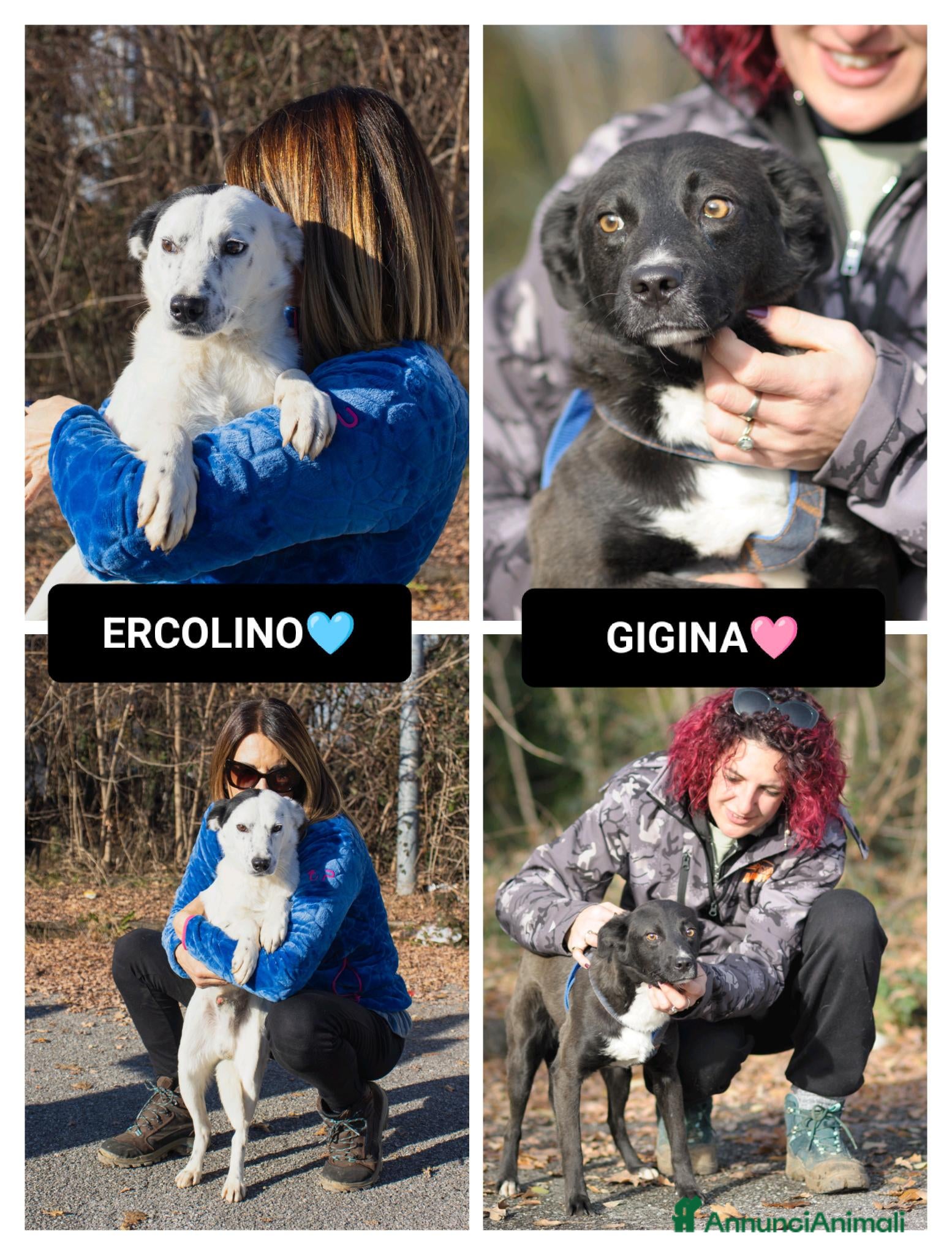 Altre razze cani ercolino e gigina - Annuncio 10