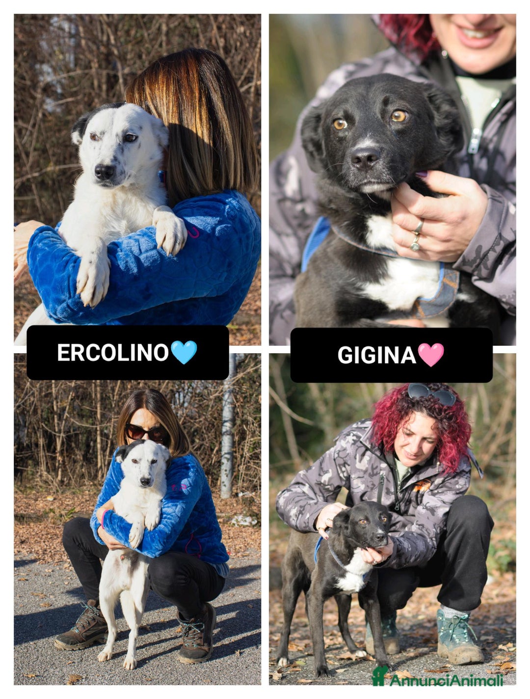 Altre razze cani in regalo: ercolino e gigina - Annuncio 1
