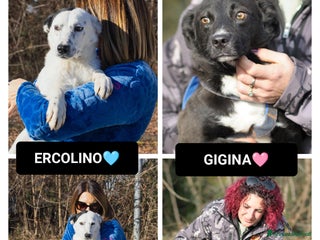 Altre razze cani ercolino e gigina - Annuncio 3