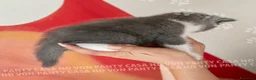 British gatti in vendita: Cuccioli British Shorthair con Pedigree - Annuncio 24
