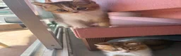 British gatti in vendita: meravigliosi cuccioli gattini British Shorthair  a Città Metropolitana di Torino - Annuncio 18