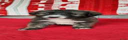 Meticcio cani in regalo: Dalì cerca una famiglia che lo adotti a Provincia autonoma di Trento - Annuncio 3
