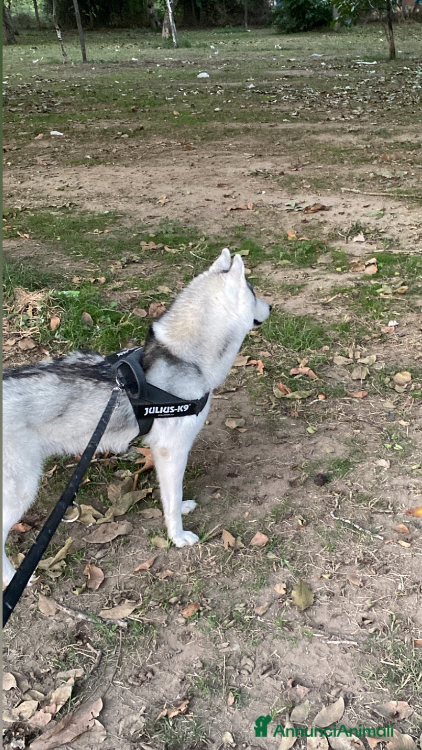 Husky cani Cerco femmina di Husky per accoppiamento(pedigree) a Città Metropolitana di Napoli - Annuncio 1