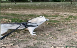 Husky cani per accoppiamento: Cerco femmina di Husky per accoppiamento(pedigree) a Città Metropolitana di Napoli - Immagine 1