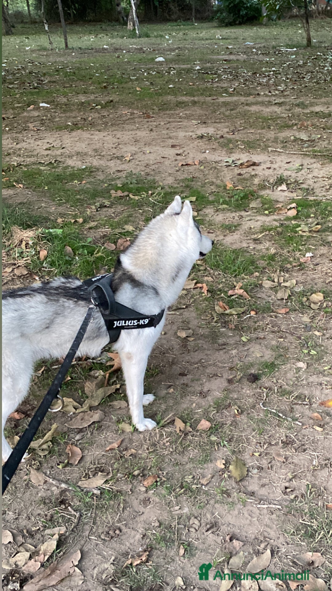Husky cani per accoppiamento: Cerco femmina di Husky per accoppiamento(pedigree) a Città Metropolitana di Napoli - Immagine 1