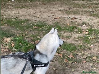 Husky cani Cerco femmina di Husky per accoppiamento(pedigree) a Città Metropolitana di Napoli - Annuncio 1