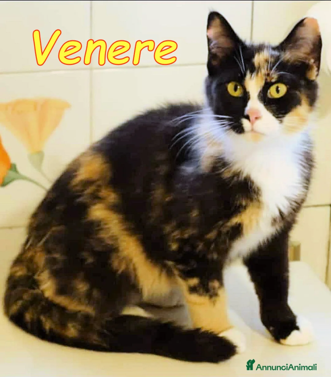 Europeo gatti in regalo: LA GATTINA PIU’ BUONA DEL MONDO - Annuncio 2