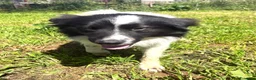 Meticcio cani in regalo: Arturo bellissimo simil border collie - Annuncio 5