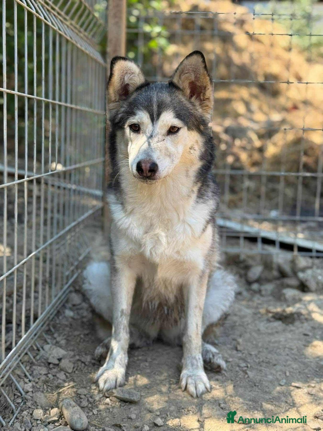 Husky cani in regalo: AKIRA, tenerissima MIX HUSKY! Tg MEDIO CONTENUTA - Annuncio 2