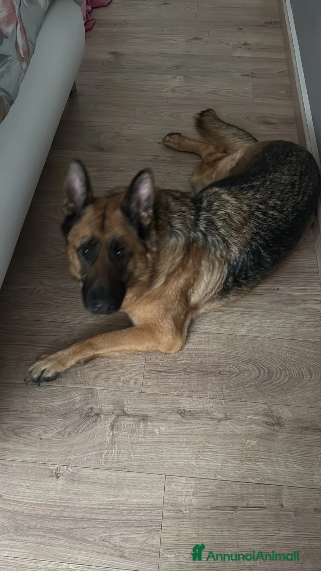 Pastore Tedesco cani in regalo: Regalo  - Annuncio 3