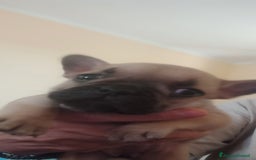 Bulldog Francese cani in vendita: CUCCIOLA DI BOULDOGUE FRANCESE  a Province of Pavia - Immagine 6
