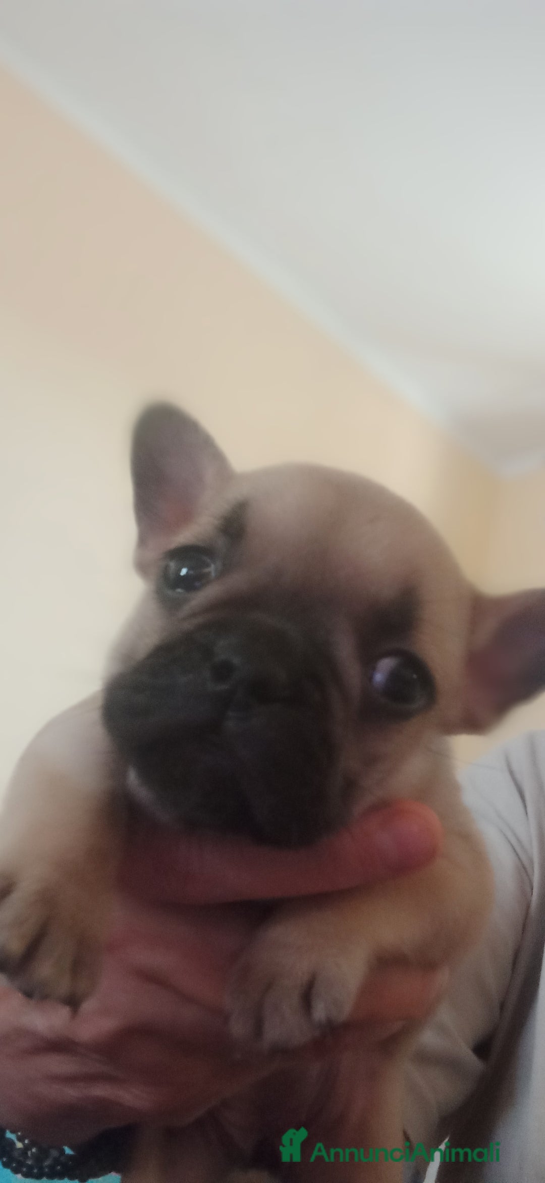 Bulldog Francese cani in vendita: CUCCIOLA DI BOULDOGUE FRANCESE  a Province of Pavia - Immagine 6