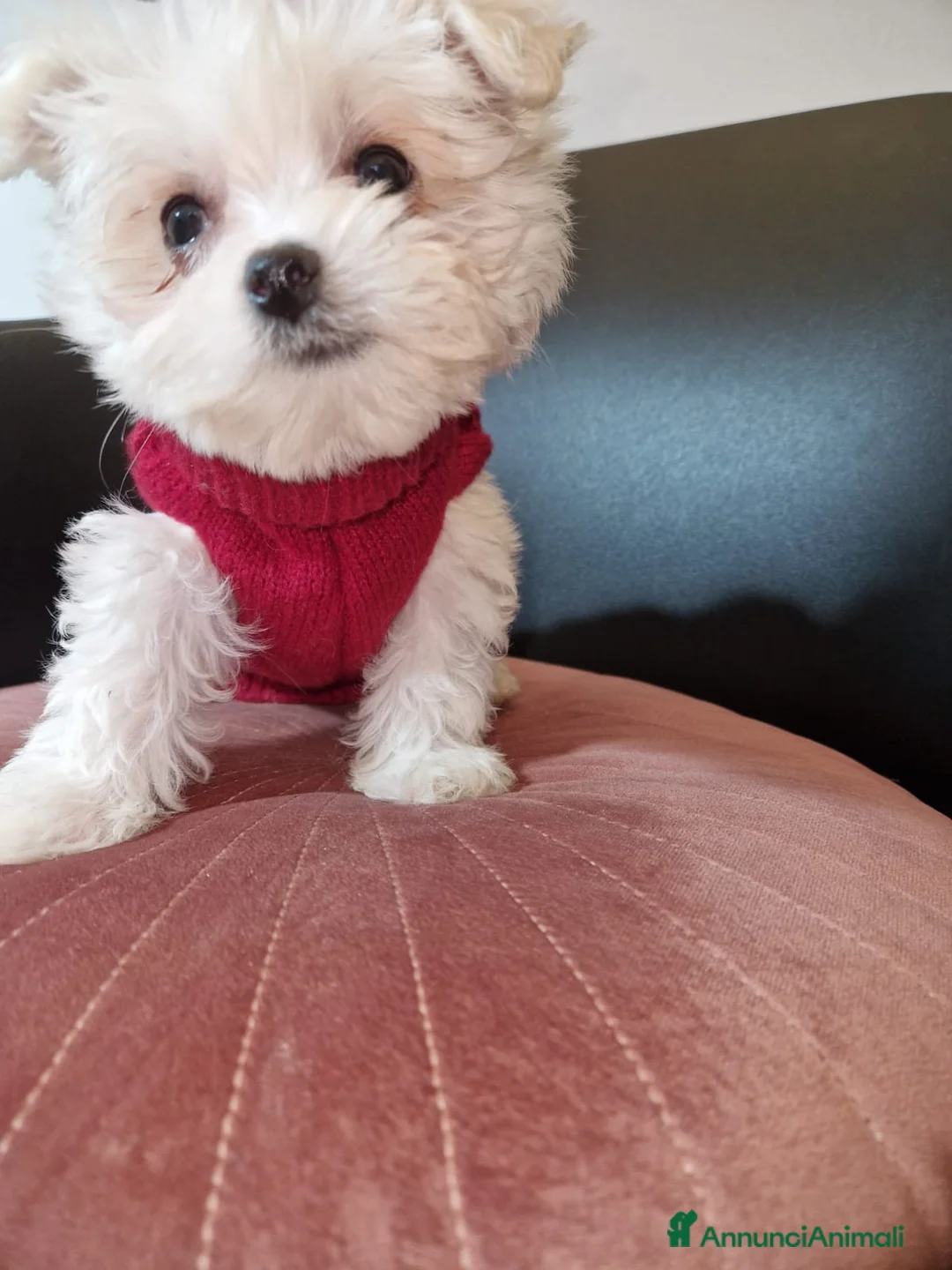 Maltese cani in vendita: Maltesina toy - Annuncio 2