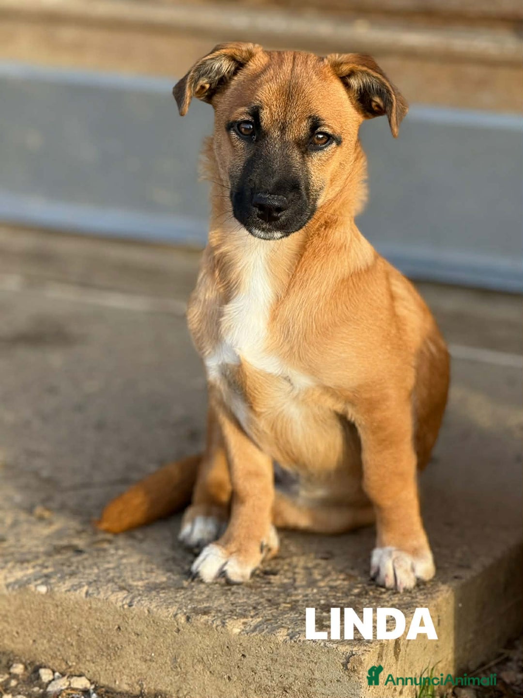 Meticcio cani in regalo: LINDA, dolce cucciola ZAMPACORTA! - Annuncio 4