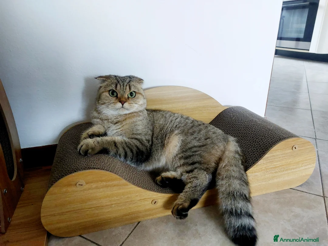 Scottish gatti per accoppiamento: Cerco fidanzato scottish straight a Bologna - Annuncio 6