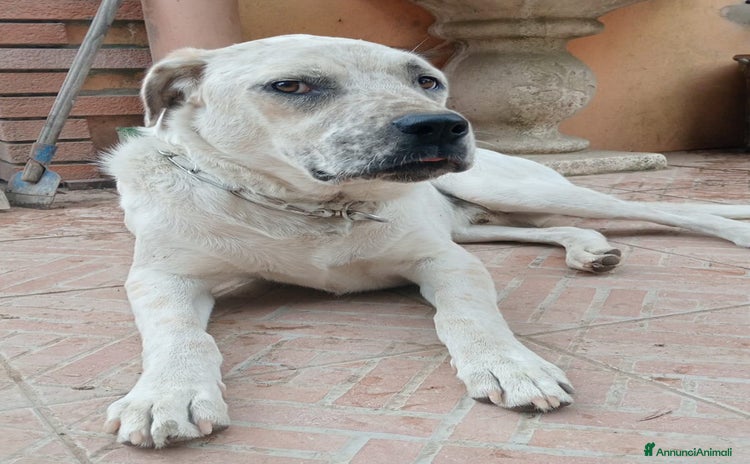 Meticcio cani a Provincia di Varese - Annuncio 2
