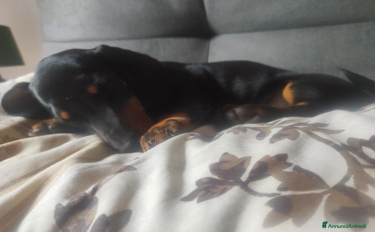 Bassotto cani a Provincia di Pisa - Annuncio 4