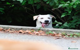 Altre razze cani in regalo: Whisky a Provincia di Bergamo - Immagine 7