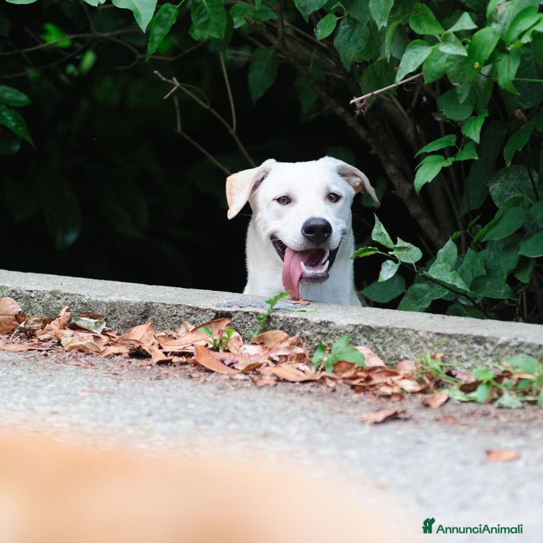 Altre razze cani in regalo: Whisky a Provincia di Bergamo - Immagine 7